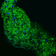 Illustration for article titled This Is Why Glowing Jellyfish Proteins Have Revolutionized Medicine